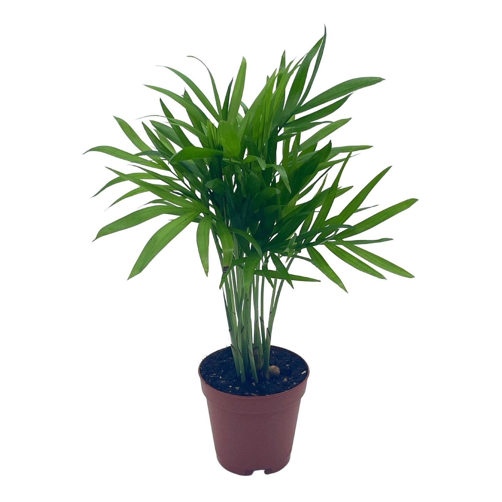 Bamboo Palm, Palma Areca, Reed Palm Clustered Parlor Palm, Cane Palm, Ti... - $5.53