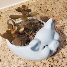 Pig Plant Pot with Baby Jade Succulent, 6" Ceramic Blue Pig Planter image 5