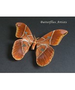 Huge Saturn Moth Rothschildia Hesperus Framed Entomology Shadowbox - $1,568.19 MXN