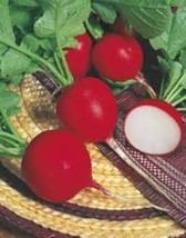 Bloomys 100 Crimson Radish Seeds Non Gmo Heirloom Fresh Garden SeedsUS S... - £8.10 GBP