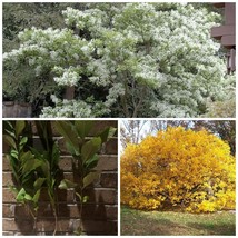 6-12&quot; Tall Live Plant, Qt Pot White Fringe Tree/Shrub Chionanthus virginicus - £55.87 GBP