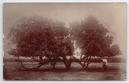 RPPC Edwardian Woman Posing With Unique Tree Real Photo Postcard B31 - $19.95