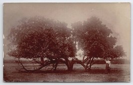 RPPC Edwardian Woman Posing With Unique Tree Real Photo Postcard B31 - £15.91 GBP