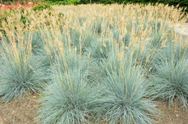 THJAR 100+ Blue Fescue Grass Seeds (Festuca Cinerea Glauca) Silvery Blue... - $5.00