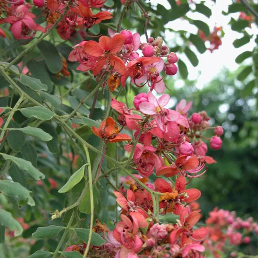 Red Rose Shower Tree (Cassia Marginata) 10 Seeds - $5.74