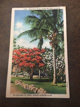 Vintage Postcard Linen Posted 1936 Royal Poinciana Tree Coral Gables CC  FL - £0.74 GBP