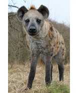 Spotted Hyena Soft Toy - Handmade Stuffed Animal Replica - $3,625.00