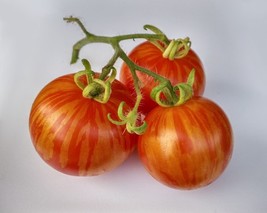AD 50 Seeds Tiger Like Tomato Tomatoe Vegetable Home Garden - $18.02 CAD