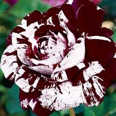 Dark red white rose seeds-20 seeds - code 359 Item image 2