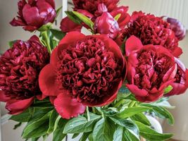 Damask Blend Peony  - Large Double Blooms in Red and Purple Mix, 20 SEEDS D - £10.10 GBP