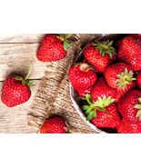5 to 1000 SEQUOIA Strawberry Plants  CERTIFIED  Great in California & the South - $15.79 - $447.43