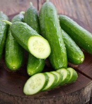 SEPTH 25+ Seeds Tennessee Cucumbers Fast Growing 50 Day Harvest Vegetable Garden - £4.50 GBP