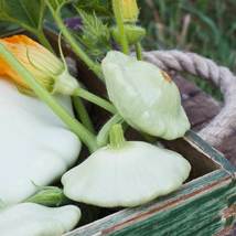 Ship From Us Bennings Green Tint Scallop Summer Squash - 8 G Pack ~72 Seeds TM11 - £12.75 GBP
