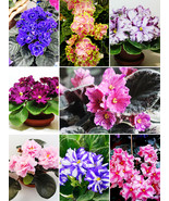 African Violet, Mixed FRESH SEEDS - $11.49