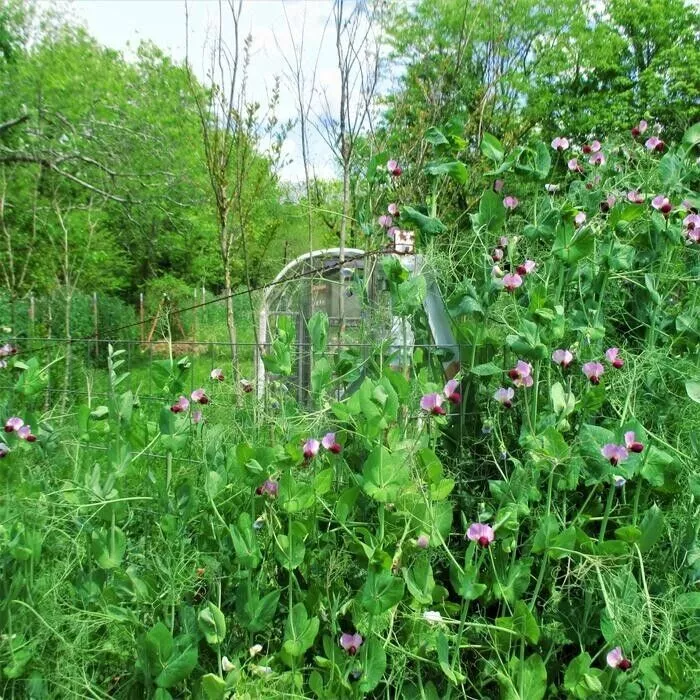 Austrian Winter Peas 1 ons Seeds Cover Crop Legume - $14.74