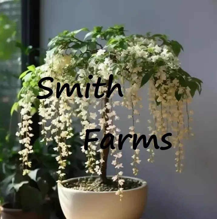 15 Seeds White Weeping Jasmine Flowers Tree Fast US Shipping - $9.50