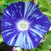 Imported Dark Blue Light Blue Stripe Morning Glory Seeds 10 Seeds very beautiful - £5.41 GBP