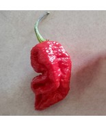 MBK 25 Seeds Jones19 Pepper Vegetables ing Edible Food Bulk Seeds - $13.09
