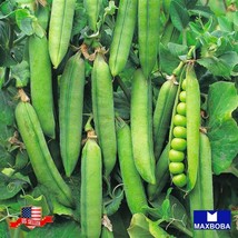 100 seeds Early Frosty Pea Heirloom Seeds Quick Garden Transformation - $11.99