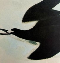 Sooty Tern Bird 1946 Color Art Print John James Audubon Nature DWV2J - £23.50 GBP