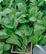 250 Plus Large Leaf Sorrel Herb Seeds Non Gmo Organic Open Pollinated. - $6.00