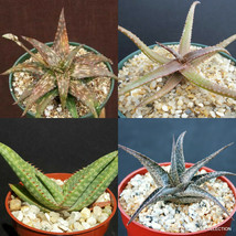 ALOE COLLECTION rare exotic collector succulents garden plants cactus agave 4&quot; - £30.57 GBP