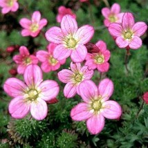 100 Pcs Rose Robe Saxifraga Flower Seeds #MNSS - £11.79 GBP