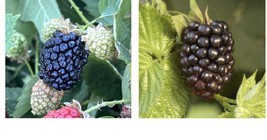 Chester Thornless Blackberry Live Plants Outdoor Garden - 2 Pack - COLD HARDY - $45.99