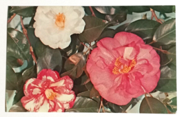 Alabama the Camellia State Flower Blooms Birmingham AL UNP Postcard c1970s - $4.99
