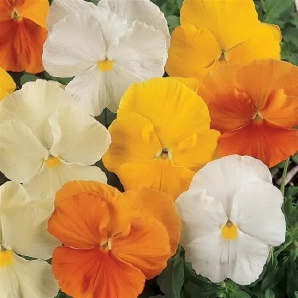 Pansy Seeds Pansy Matrix Mix Citrus 25 Seeds Extra Large Flowers Fresh Garden - £9.05 GBP