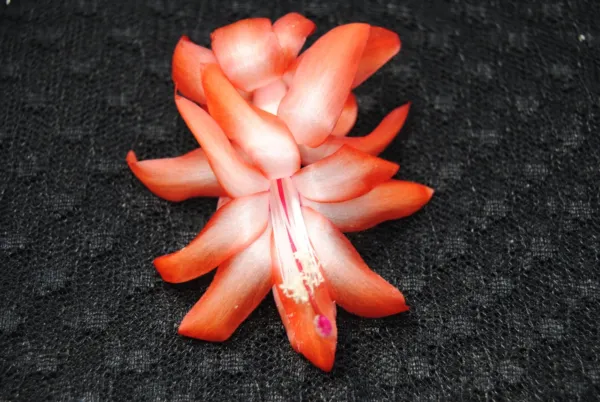 Christmas Cactus Starter Plant Orange Norris Schlumbergera Truncata Fresh Garden - £22.13 GBP