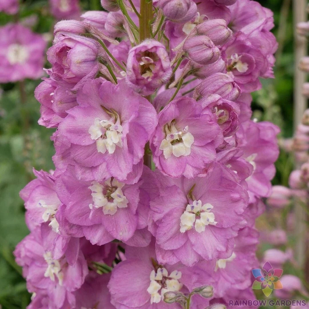 200 Guinevere Delphinium Seeds New Fast Shipping - $10.96