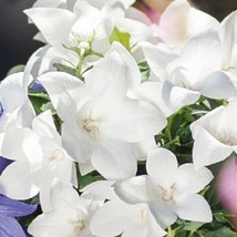PLATYCODON SEEDS 25 SEEDS BALLOON FLOWER PLATYCODON POP STAR WHITE - £17.96 GBP