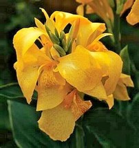 USA Seller 12 Yellow Cannova Canna Seeds Free Shipping - £12.53 GBP