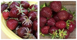 200 seeds Purple Wonder Big Strawberry tasty sweet fruits - £10.22 GBP