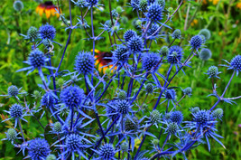 USA Blue Star Sea Holly Eryngium Flower 25 Seeds - £8.64 GBP
