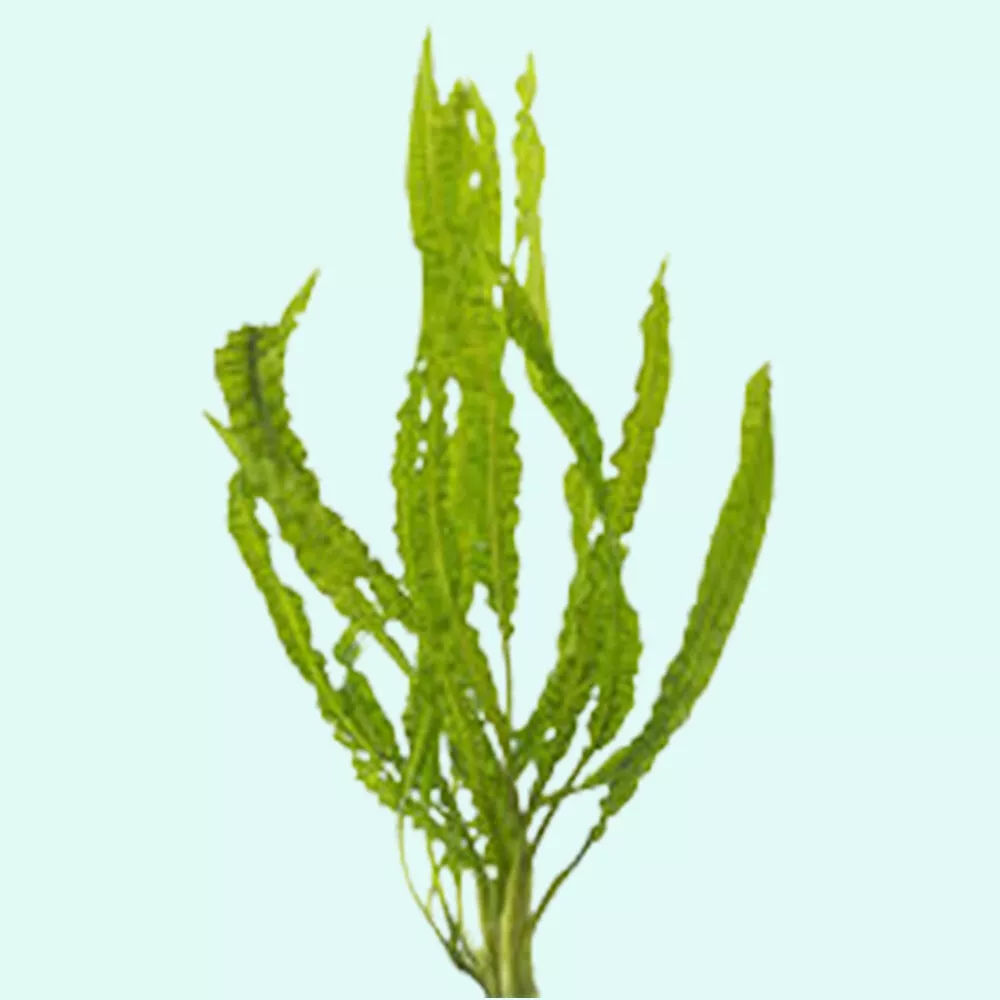 Large Cryptocoryne Crypt Balansae - £19.72 GBP