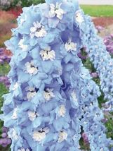 US Seller 100 Delphinium Seeds - Sky Blue - Flower Seeds- USA Grown -Non GMO - £8.00 GBP
