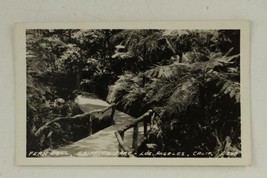 Vintage Postcard RPPC Real Photo FERN DELL Griffith Park Los Angeles CA C 240 - £8.96 GBP