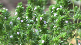 Common Thyme Seeds, Thymus Vulgaris, NON-GMO, Variety Sizes, Free Shipping - £1.39 GBP+