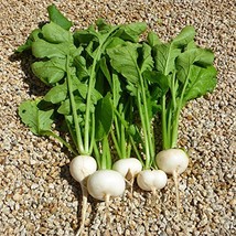 Cool B EAN S N Sprouts - Radish Seeds, White Cherry Radish, Radish Seeds, 25 Seeds - £1.54 GBP