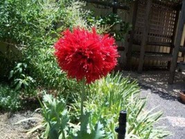 RAFHSTORE 100 Red Oase Peony Poppy Papaver Peoniflorum Double Flower Seeds US SE - £8.13 GBP