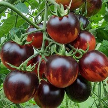 Gourmet Dark Striped Sweetheart Tomato Seeds, 5 Count - Cultivate Flavorful Toma - £5.50 GBP