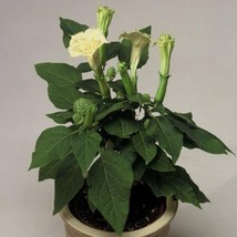 Bin Angels Trumpet Seeds Ballerina Yellow 100 Datura Seeds Yellow Datura Seeds F - $37.70