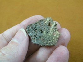 DF300-23) small Fossil REAL DINOSAUR Bone Slice Jurassic Dino love dinos fossils - £7.46 GBP