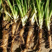 US Seller Salsify Seeds Mammoth Sandwich Island 25 Ct Vegetable Non-Gmo - £6.69 GBP