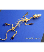 Dragon Skeleton Papuan Savanna Monitor Varanus Real Taxidermy In Display - $198.99