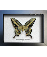Papilio Cresphontes Rumiko Western Swallowtail Butterfly Entomology Shad... - $85.56 CAD