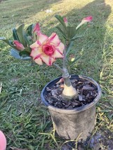 Adenium Obesum Desert Rose Grafted Plant BA10 - $34.65