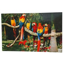 Postcard Parrots And Poinsettias Birds And Flowers Chrome Unposted - $90.31 MXN